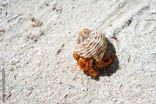 Hermit crab on a white sand beach in Maupiti, French Polynesia