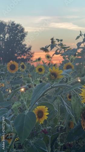 Sunflower Serenade at Dusk: A breathtaking field of sunflowers bursts with vibrant yellow petals under a soft, dusky sky, with silhouettes of trees framing the serene landscape.