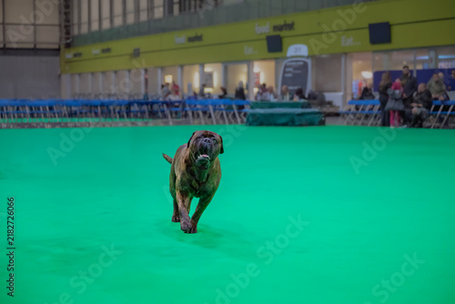 A BRINDLE COLORED BULLMASTIFF WALKING ACROSS A GREEN CARPET INSIDE A WAREHOUSE NEAR BIRMINGHAM ENGLAND