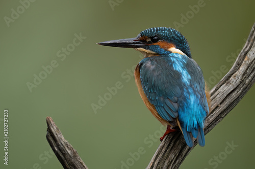 Young Male Kingfisher (Alcedo atthis) portrait, showing pin feathers