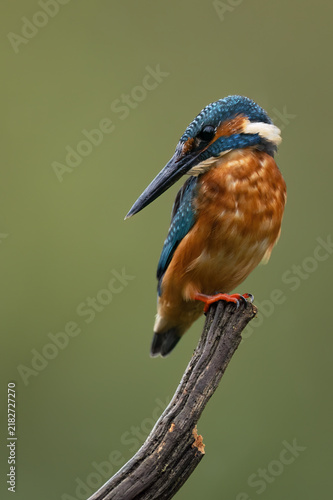 Young Male Kingfisher (Alcedo atthis) portrait, feathers pulled in tight just before diving