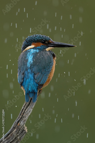 Young Male Kingfisher (Alcedo atthis) portrait in heavy rainstorm, showing pin feathers