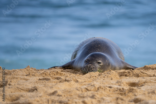 Hawaiian Monk Seal on a beach in Kauai, Hawaii