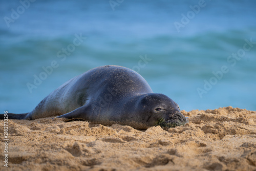 Hawaiian Monk Seal on a beach in Kauai, Hawaii