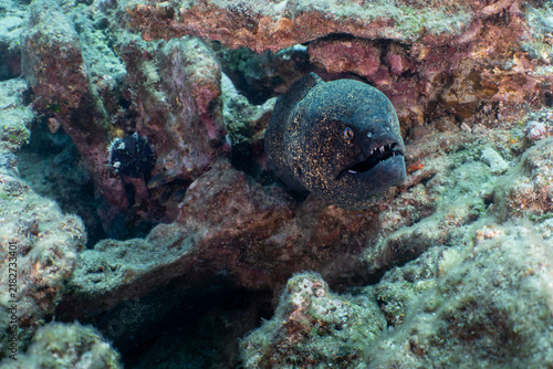 Moray Eel at Sheraton Caves, Kauai, Hawaii