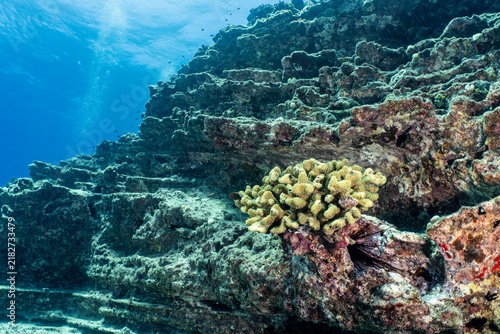 Underwater seascape of Lava formations at Ni'ihau, Hawaii
