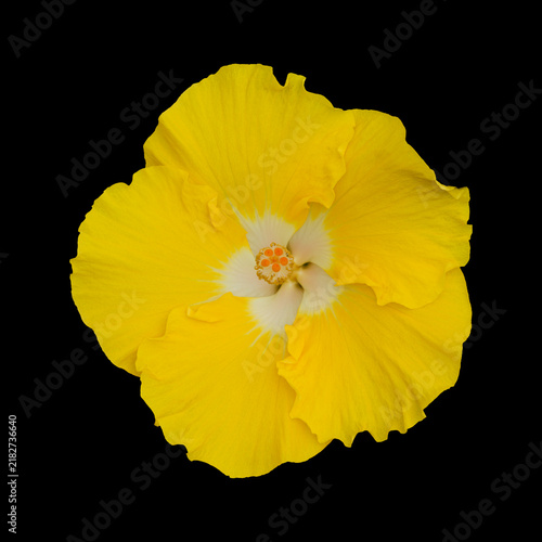 Beautiful  hybrid Hibiscus rosa-sinensis aka Chinese hibiscus