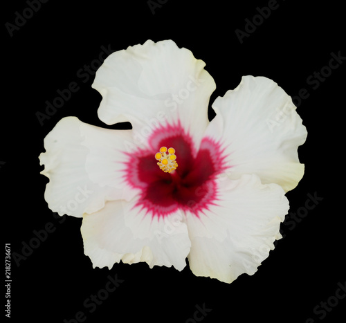Beautiful  hybrid Hibiscus rosa-sinensis aka Chinese hibiscus