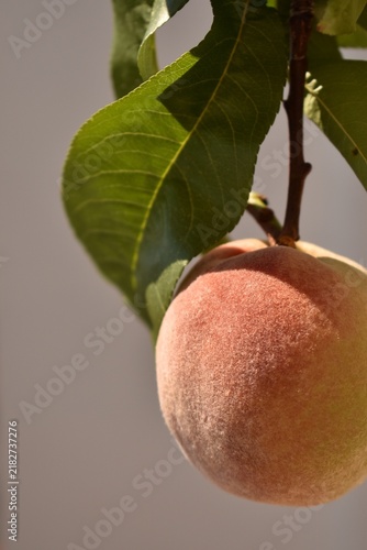 Fresh ripe peach growing on tree branch in summer orchard, surrounded by green leaves, symbolizing healthy organic harvest and agriculture