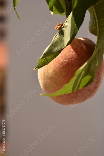 Fresh ripe peach growing on tree branch in summer orchard, surrounded by green leaves, symbolizing healthy organic harvest and agriculture