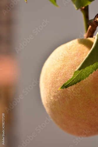 Macro shot of a single ripe peach hanging on a tree branch, showing detailed fuzzy skin texture and fresh green leaves, natural fruit growing outdoors
