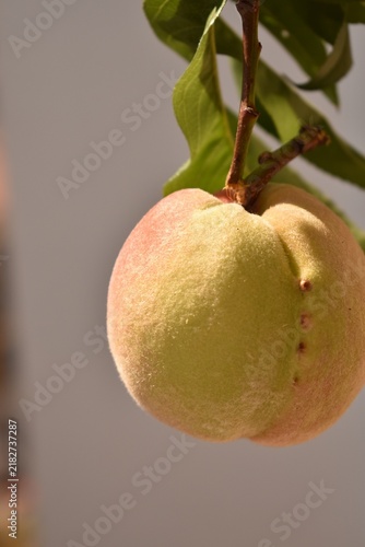 Ripe peach hanging on tree branch with green leaves, fresh juicy fruit in natural orchard setting