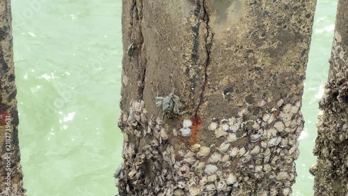 Small Crabs Crawling on Weathered Pier Piling Covered with Barnacles in Murky Sea Water