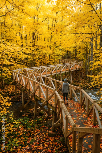 A person stands on a wooden bridge surrounded by vivid yellow foliage and fallen leaves. The autumn forest glows with color, capturing adventure, solitude, and the beauty of seasonal change.