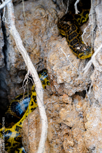 Fotografie Wild anaconda winding through the rocks of a dry riverbank