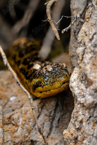 Cuadro en lienzo Vertical portrait of an anaconda head resting on stone