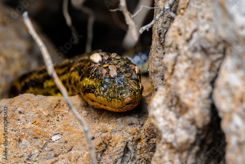 Fotografie Small dark eye of an anaconda set high on its head