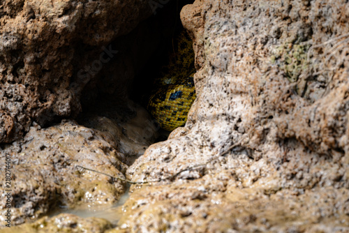 Foto Only a glimpse of anaconda scales in the rocks of a riverbank