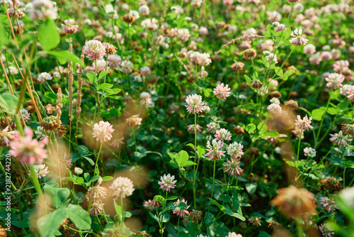 botanical photography focusing on a gentle pink alsike clover or Trifolium hybridum flower cluster