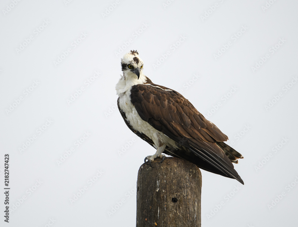 Fototapeta premium Ospry sitting on top of a pole looking for food