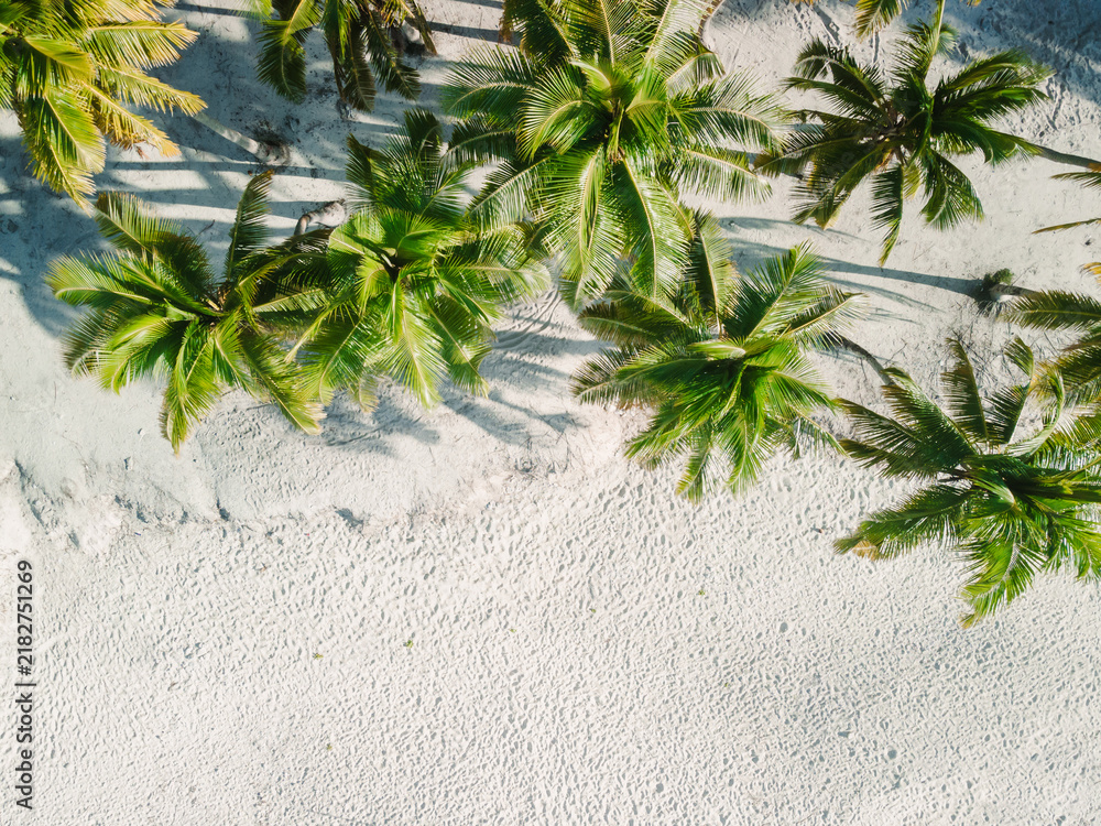 Obraz premium Palm trees grow on tropical sandy beach. Drone top down view