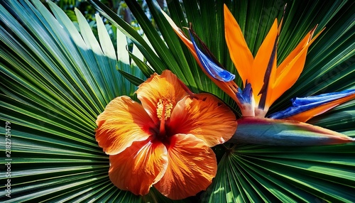 vibrant hibiscus flower and bird of paradise bloom nestled among lush green tropical palm leaves