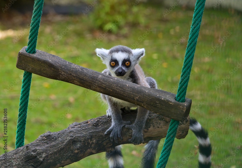 Obraz premium Ring-tailed lemur (Lemur catta)