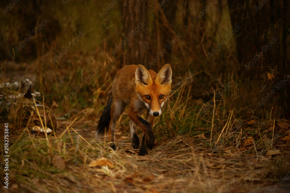 Obraz premium Red fox cautiously walks through dry grass in a dark forest setting. A wild red fox with alert eyes moves through a dimly lit woodland environment with tall dry grasses and trees