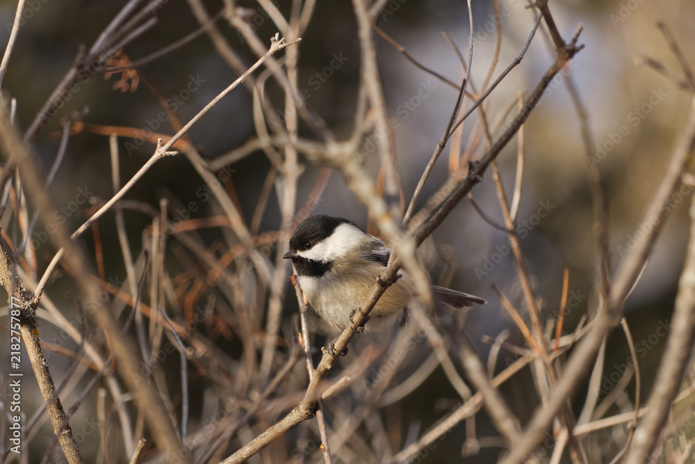 Obraz premium A Black-capped Chickadee at a Park