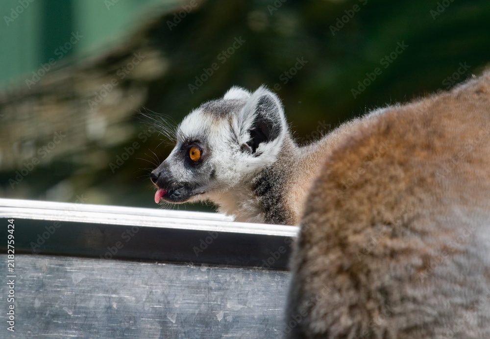 Obraz premium Ring-tailed lemur (Lemur catta)
