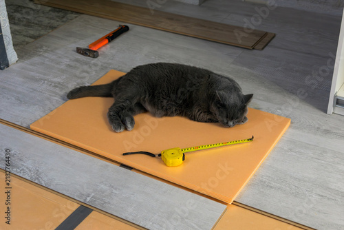 Grey cat sleeping on a floor insulation layer