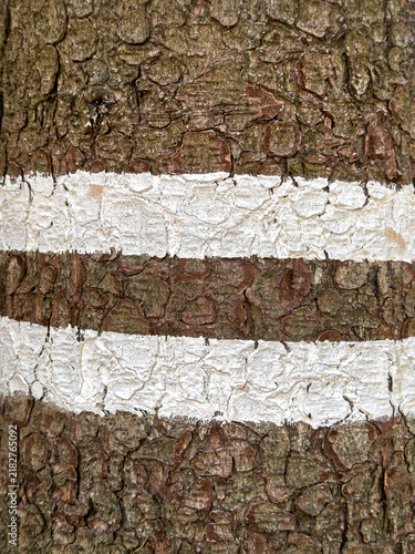 texture of the bark of a tree