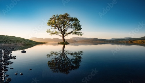 solitary tree reflected in calm waters