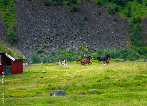 Horses grazing in a summer mountain farm of Herdalssetra. A summer scenery of World Heritage Area in Western Norway.