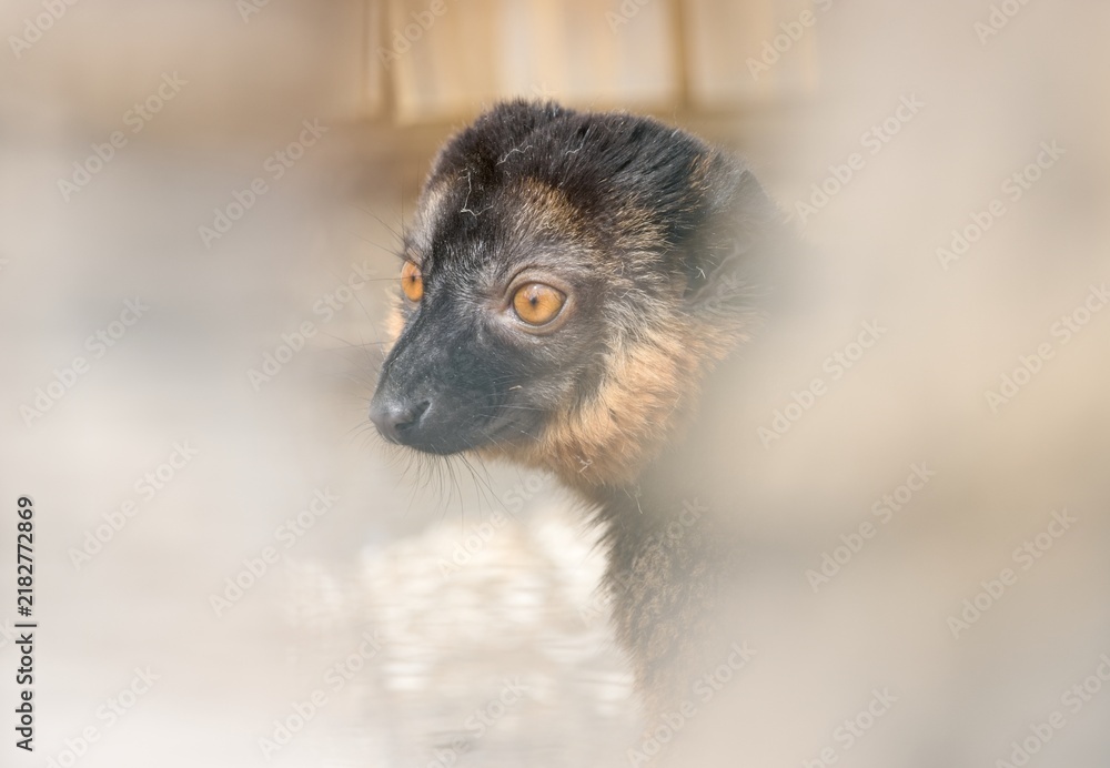 Obraz premium Collared brown lemur (Eulemur collaris)