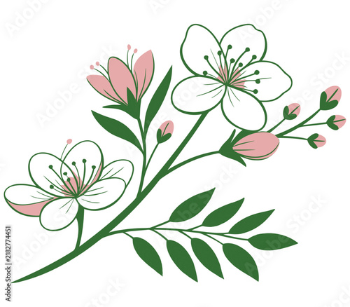 Decorative botanical illustration of spring cherry blossoms with green leaves isolated on white background