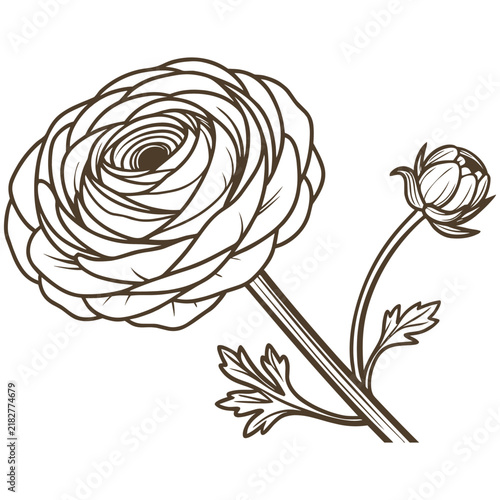 Handdrawn botanical illustration of a beautiful ranunculus flower with leaves and a small bud