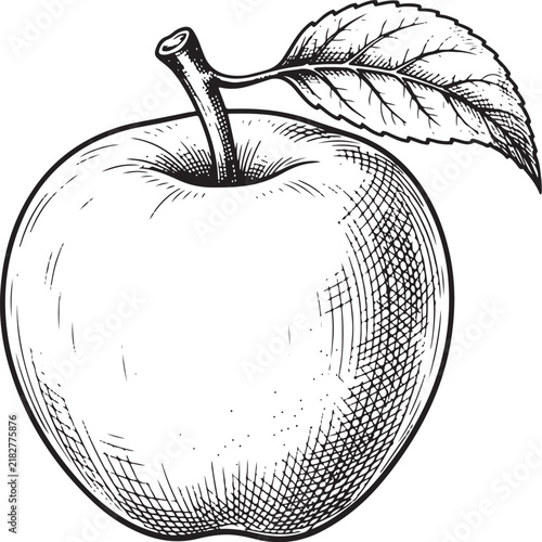 Vintage style hand drawn illustration of a fresh apple with a leaf isolated on white background