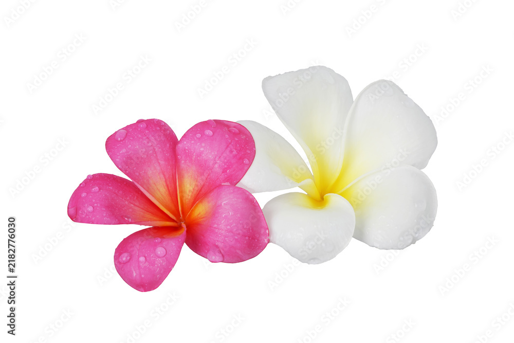 Obraz premium pink and white Plumeria flower isolated on white background. This has clipping path.
