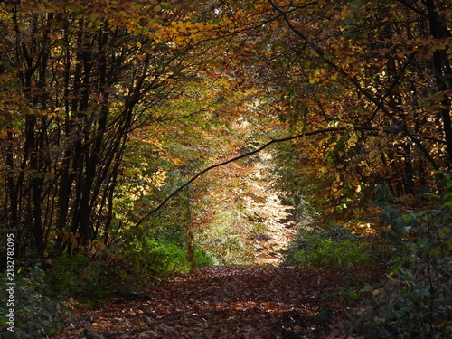 Atmospheric woodland trail beneath colorful autumn canopy with sunlight ahead