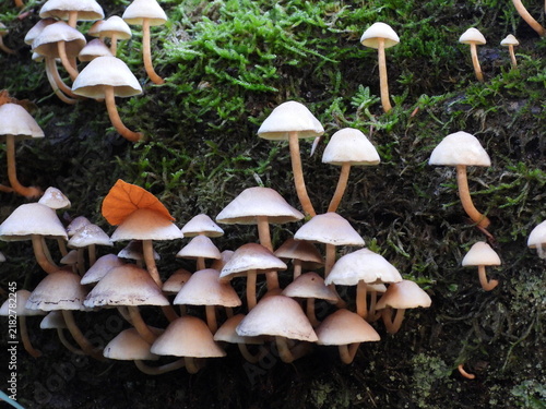 Large colony of small woodland mushrooms growing among green moss on decaying wood