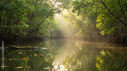 Ethereal morning sunbeams illuminating calm river flowing through dense green mangrove forest.