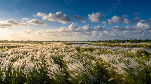 Scenic white kashphul grass field under bright blue sky with fluffy white clouds in autumn.