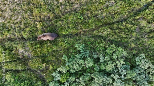 Wild Alaskan brown bear walking on a trail through the Alaskan tundra. Aerial drone view looking down.