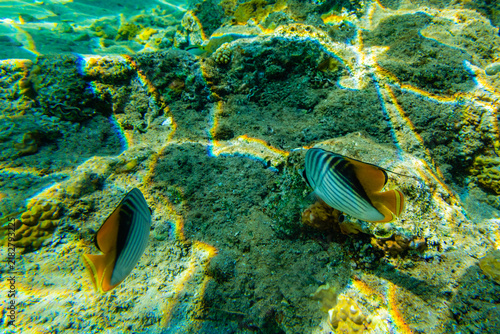 Colonies of corals and Chaetodon fishes at the coral reef in Red sea