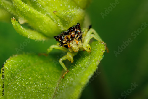 Foto Jagged Ambush Bug poised on leaf