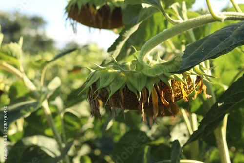 Bild auf Leinwand A basket of sunflowers with withering yellow petals, ready to be threshed