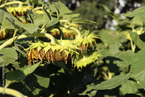 фотографія A basket of sunflowers with withering yellow petals, ready to be threshed