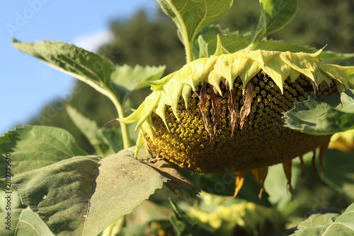 Foto Ripe sunflower in the field