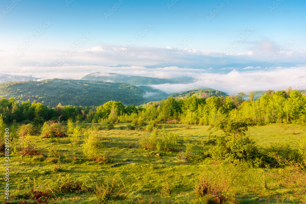 Obraz premium mountain field in morning light. countryside springtime background with view in to valley in fog behind the forest on the grassy hill. fluffy clouds on a bright blue sky. nature freshness concept
